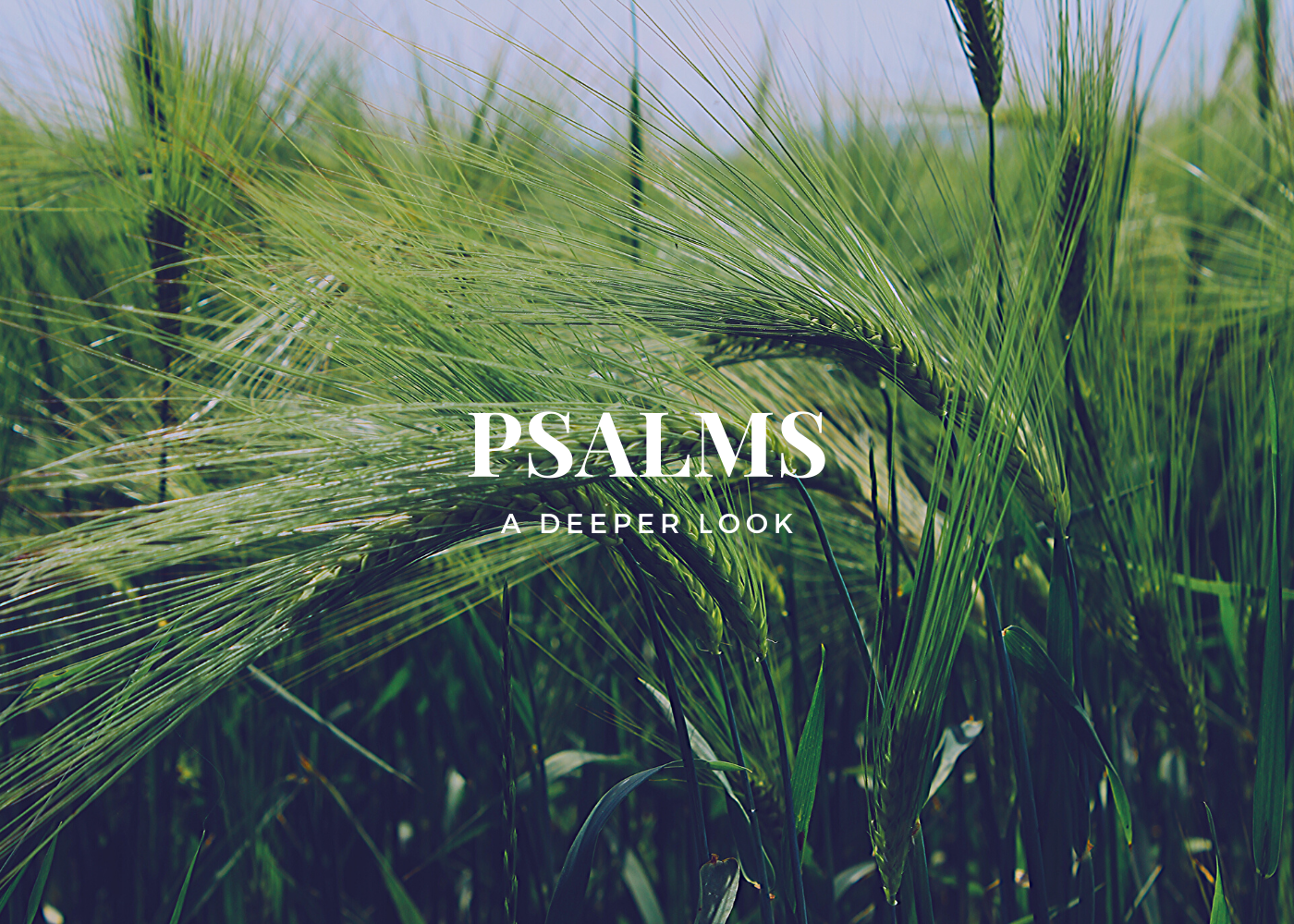 Summer in the Psalms – Psalm 8