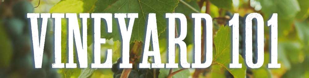 Vineyard Church of Ithaca Vineyard 101 class