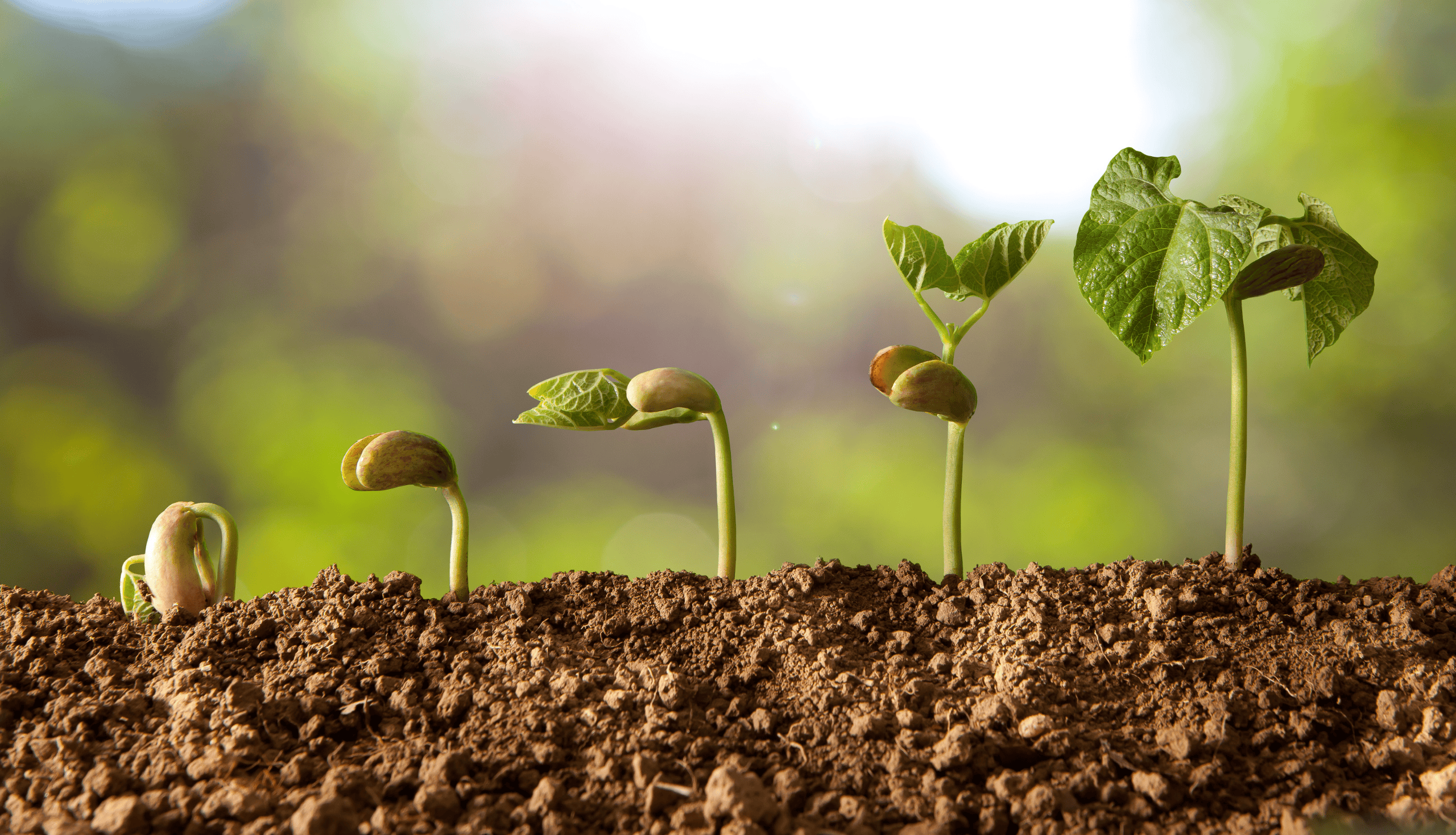 Step 1: Growing In Christ by The Navigators