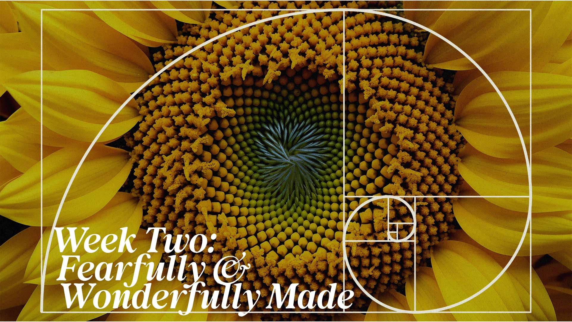 Week 2: Fearfully & Wonderfully Made