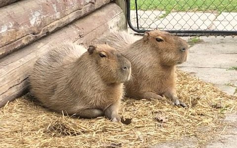 High Park Trails & Zoo