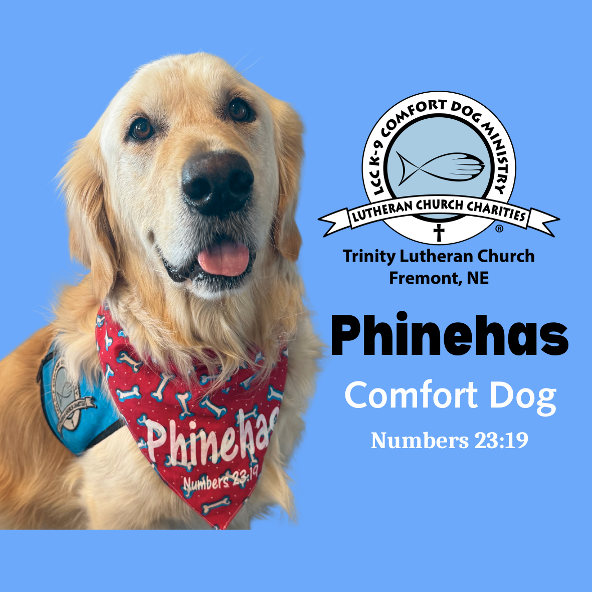 Meet Phinehas Comfort Dog