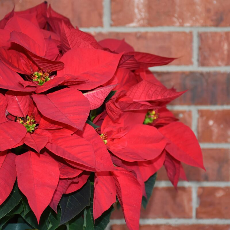 Poinsettia First United Methodist Church, Lakeland, FL