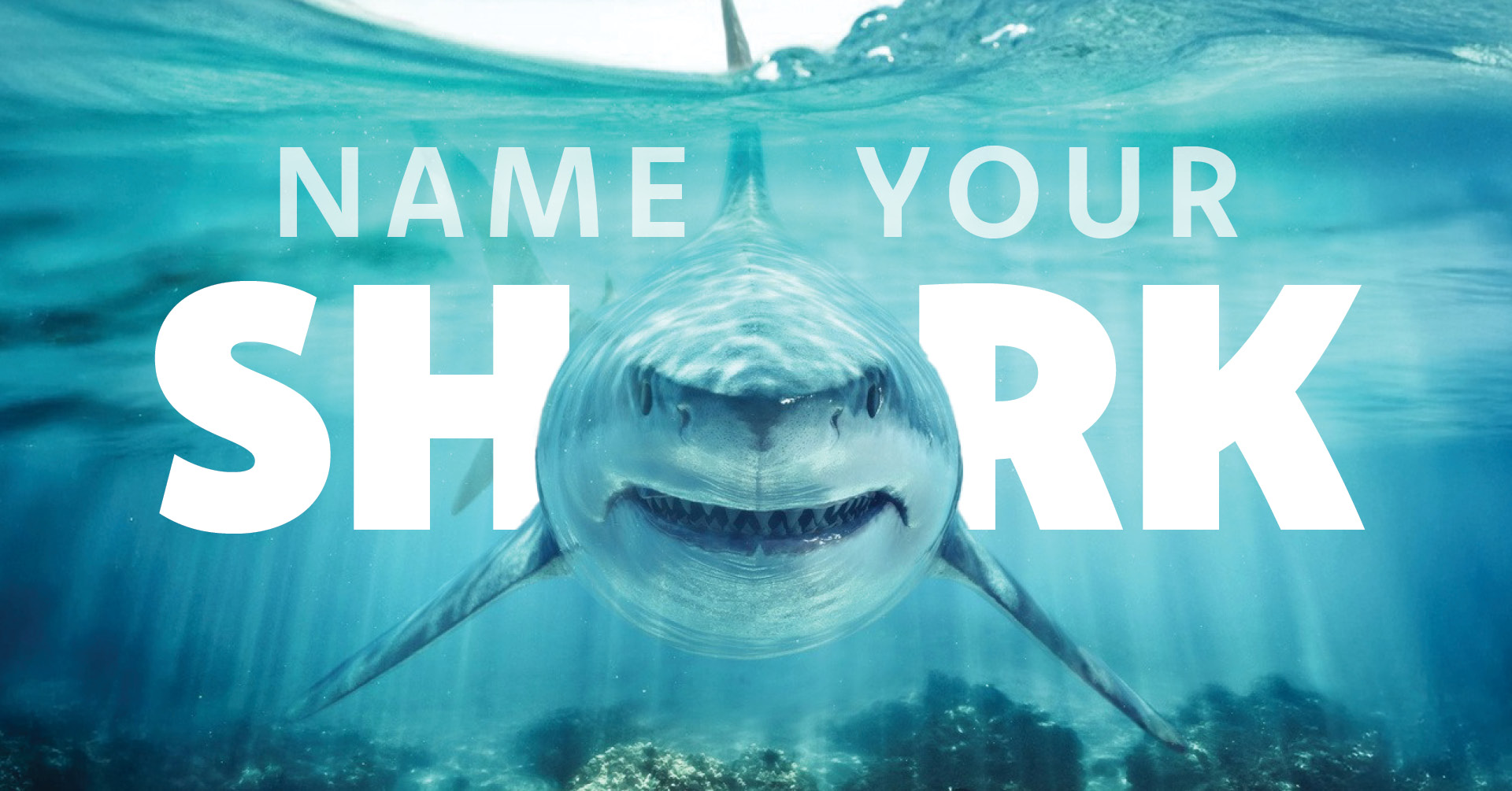 Name Your Shark
