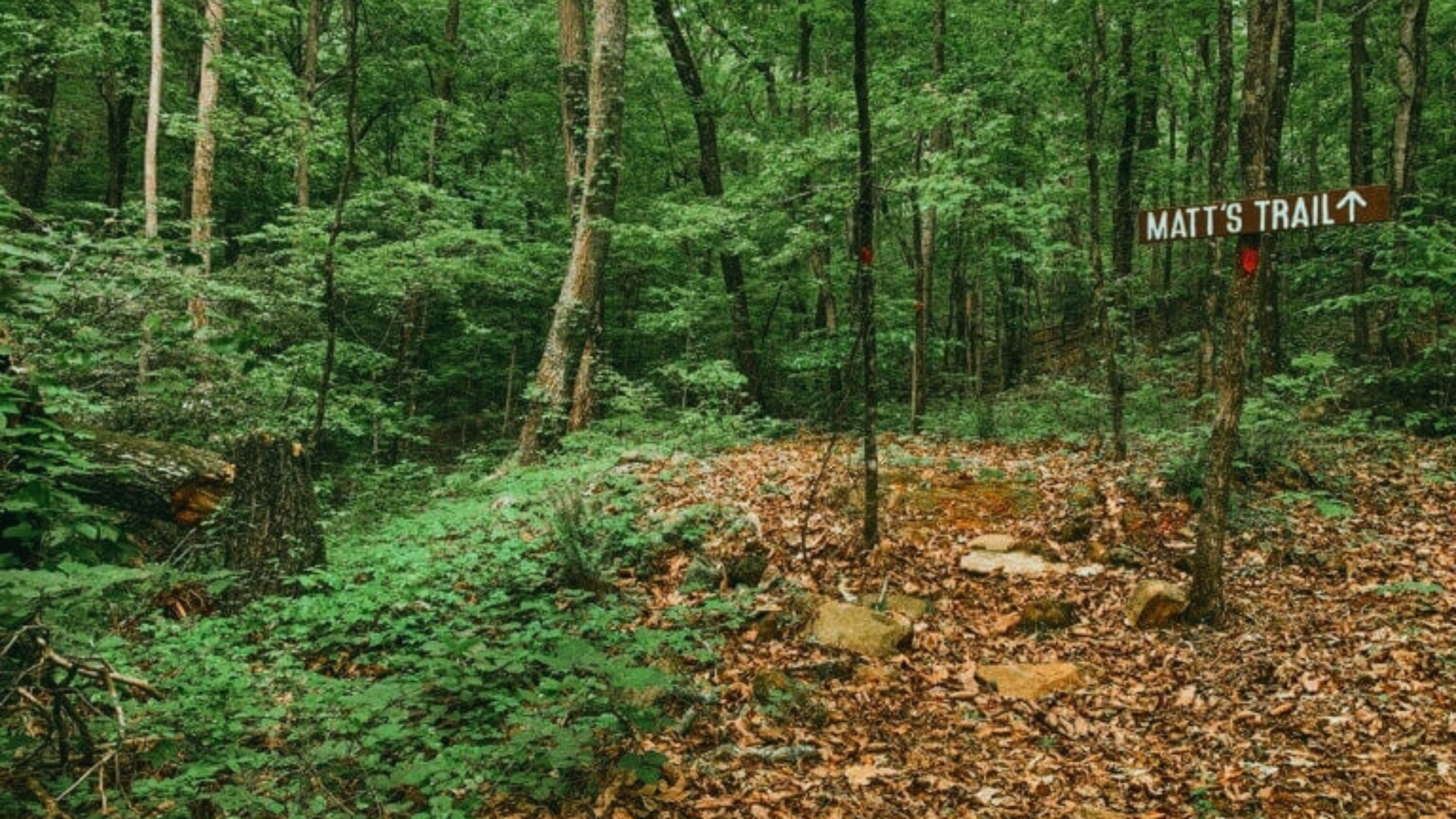 The start of Matt's Trail
