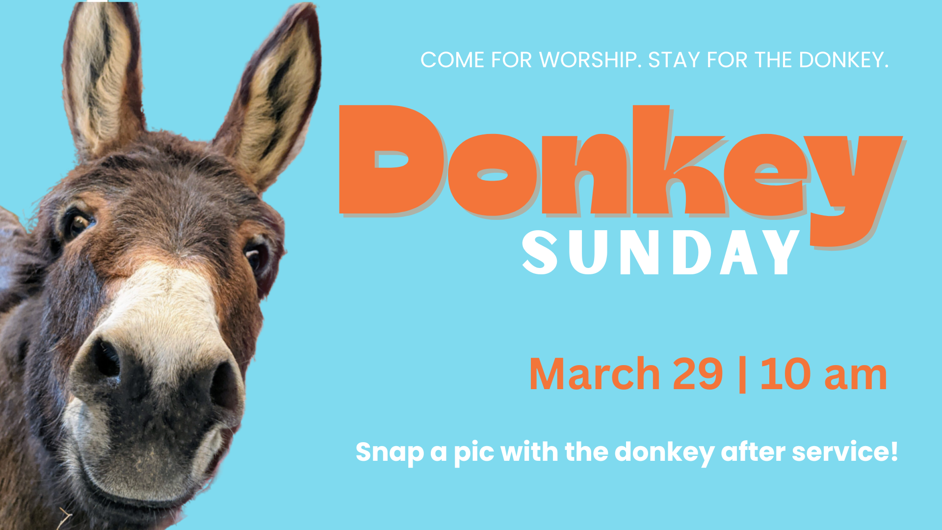 Donkey Sunday