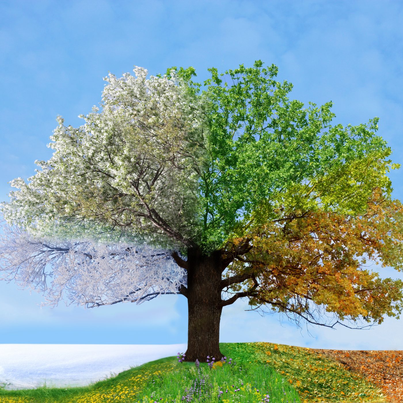 The Seasons of Life episode artwork