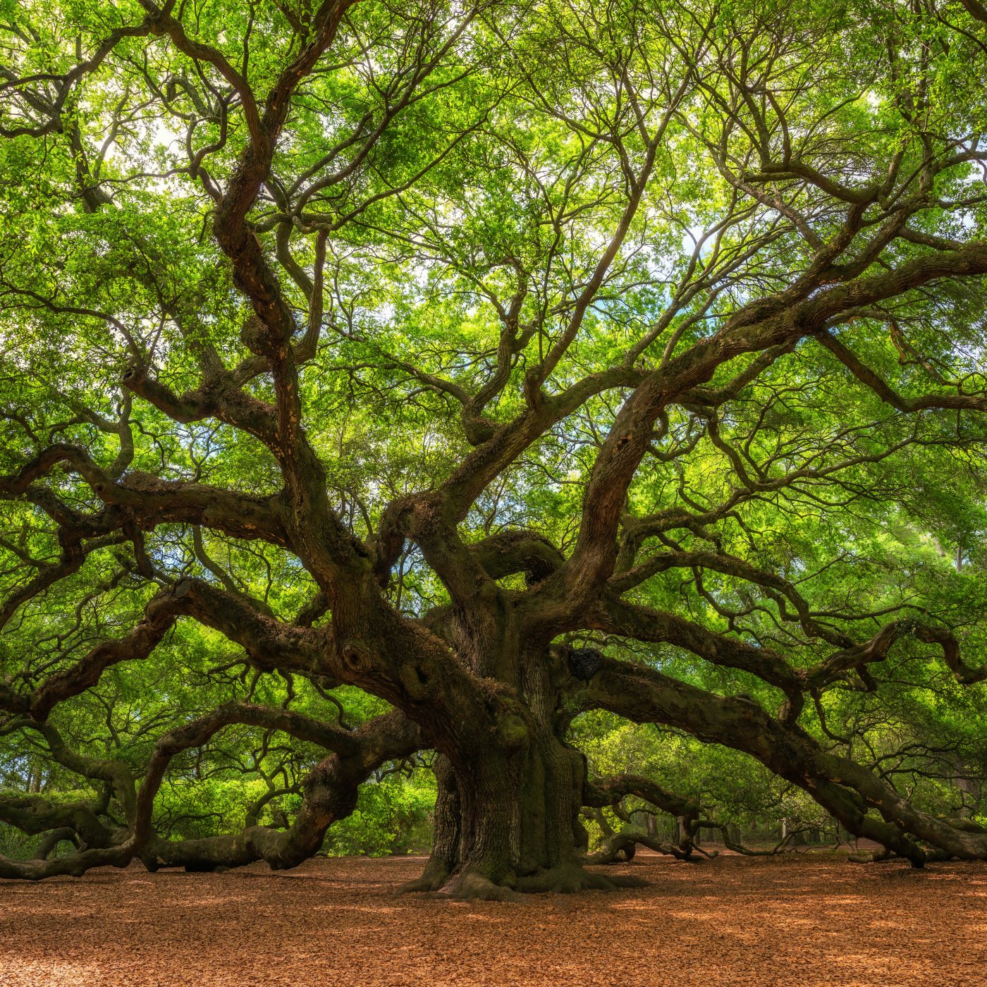 The depth of the trees of righteousness